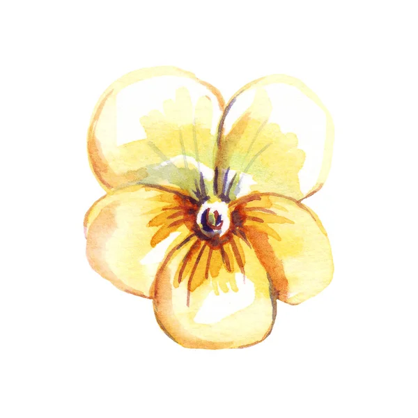 Pansy Watercolor Clipart Hand Painted Illustration — Foto Stock