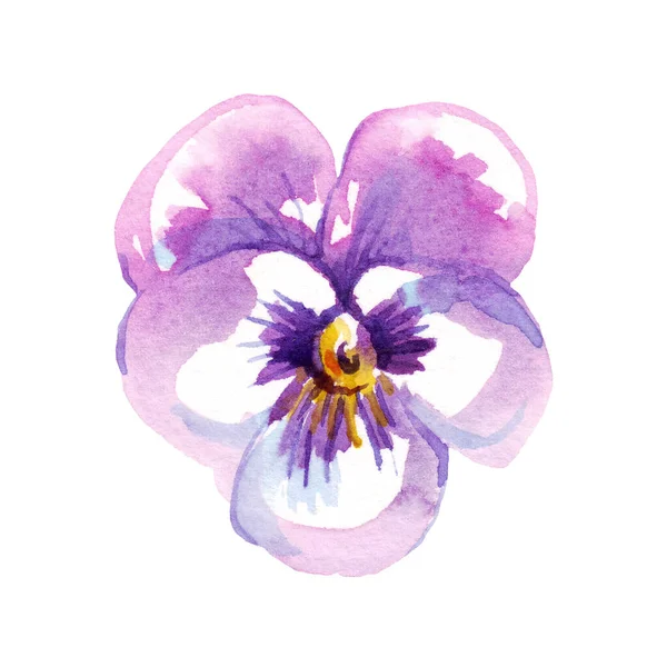 Pansy Watercolor Clipart Hand Painted Illustration — Stok fotoğraf