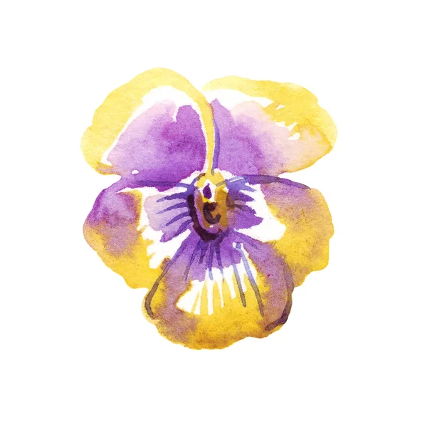 Pansy Watercolor Clipart Hand Painted Illustration — Zdjęcie stockowe