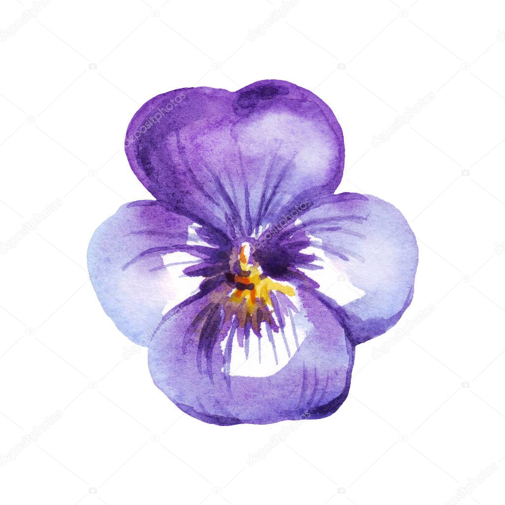 Pansy. Watercolor clipart. Hand-painted illustration