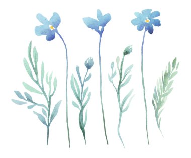 Forget me not  flowers. Watercolor illustration