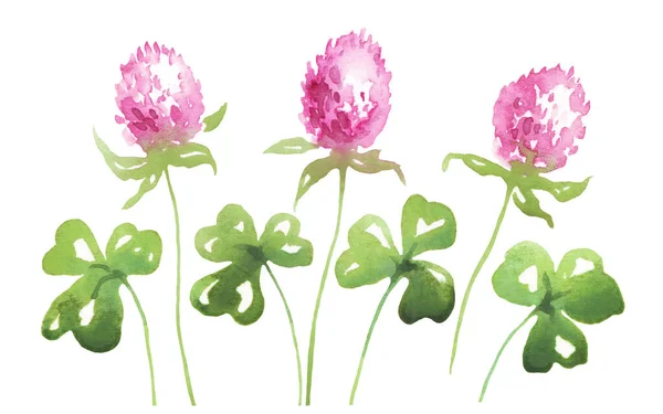 Clover Flowers Leaves Watercolor Illustration —  Fotos de Stock