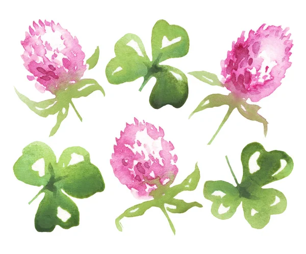 Clover Flowers Leaves Watercolor Illustration — Foto Stock