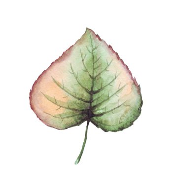 Fall leaf. Watercolor clipart. Hand-painted illustration