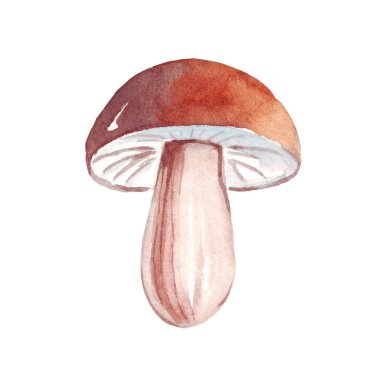 Mushroom. Watercolor clipart. Hand-painted illustration