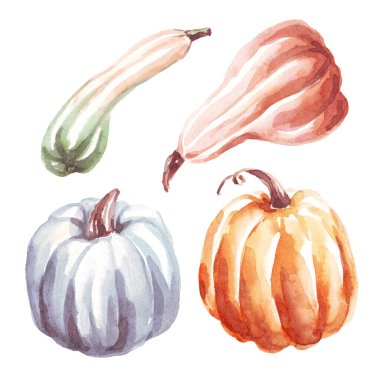 Pumpkins. Watercolor clipart. Hand-painted illustration