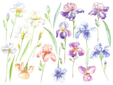 Suluboya süsen çiçeği. El boyaması illüstrasyon