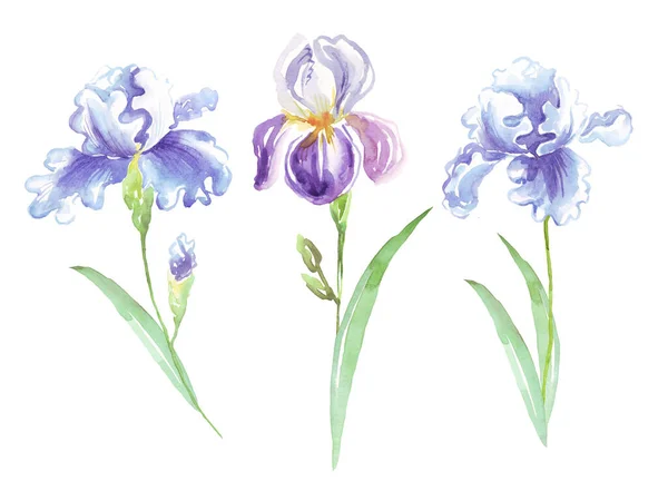 Akwarela Tęczówki Kwiat Ręcznie Malowane Ilustracje — Zdjęcie stockowe