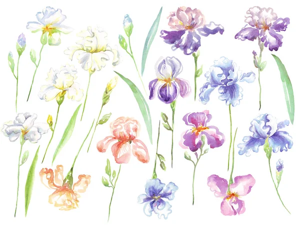 Акварель Ирисовый Цветок Ручная Роспись — стоковое фото