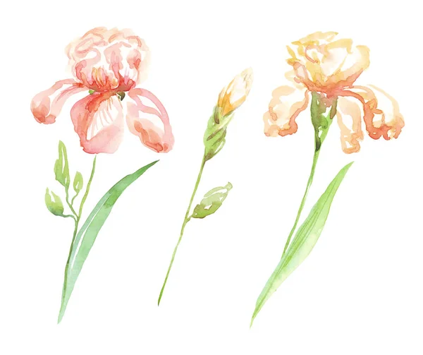 Acquerello Iris Fiore Illustrazione Dipinta Mano — Foto Stock