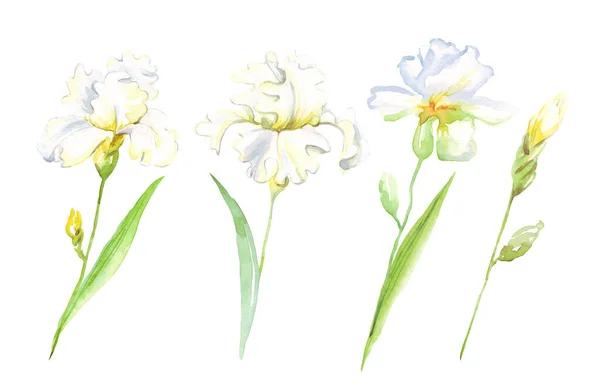 Acquerello Iris Fiore Illustrazione Dipinta Mano — Foto Stock