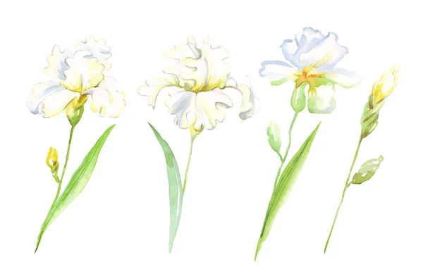 Aquarelle Iris Fleur Illustration Peint Main — Photo