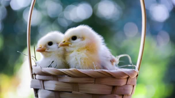 Two Cute Newborn Chickens Sitting Wicker Basket Hay — Stock Video