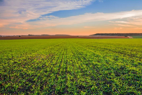 Campo Verde Giovani Germogli Grano Raccolta Nei Campi All Orizzonte — Foto Stock