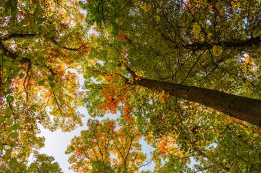 Sonbahar ormanlarının ağaçlarının tepesinde Sonbahar renklerinde