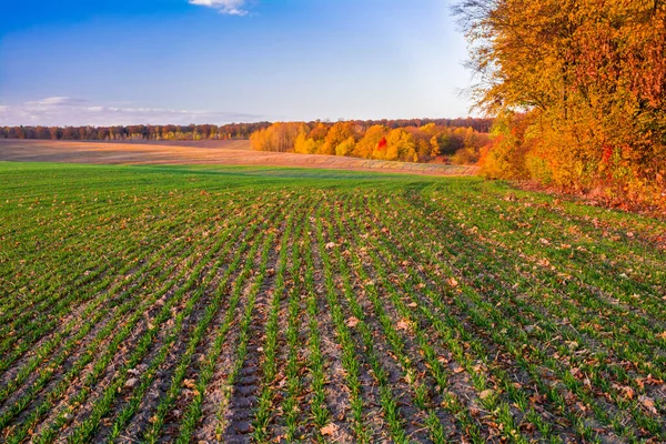 Green Field Young Sprouts Winter Wheat Edge Autumn Forest Trees — Stock Photo, Image