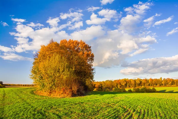 Группа Деревьев Осеннего Цвета Посреди Зеленого Поля Молодых Побегов Озимой — стоковое фото