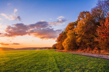Sonbahar renklerinde, ormanın kenarındaki yeşil buğday tarlasında gün batımı. Muhteşem sonbahar manzarası