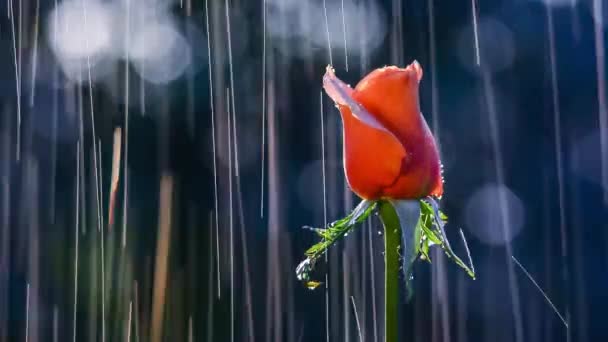 Piękny Kwiat Czerwono Pomarańczowej Róży Letnim Deszczu — Wideo stockowe