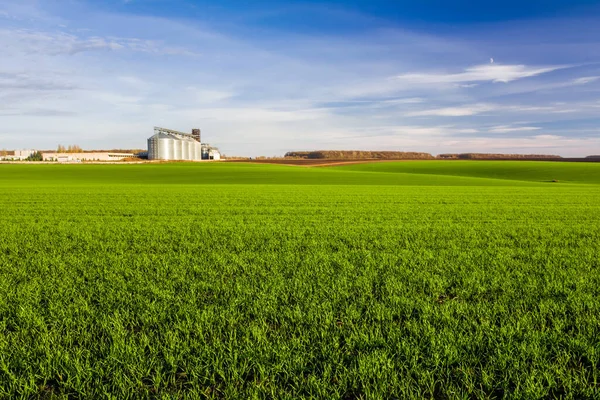 Champ Vert Jeunes Pousses Blé Élévateurs Grains Avec Dépendances Horizon — Photo