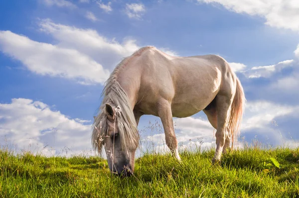 Beautiful White Horse Grazes Meadow Green Grass — Stock Photo, Image