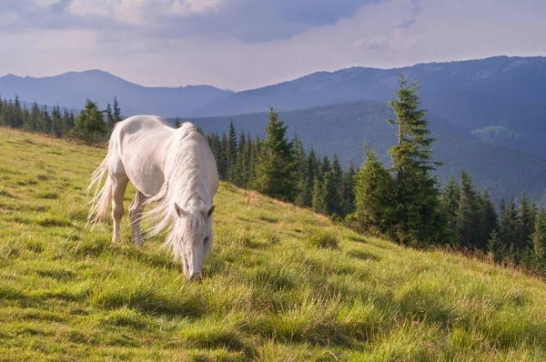 Belo Cavalo Branco Pastar Prado Cárpatos Montanhas Ucrânia — Fotografia de Stock