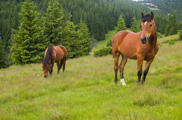 Dos Caballos Marrones Pastan Prados Montaña — Foto de Stock