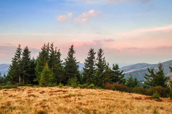 Beautiful Summer Mountain Landscape Fir Trees Foreground Sky Sunset Colors — Stock Photo, Image