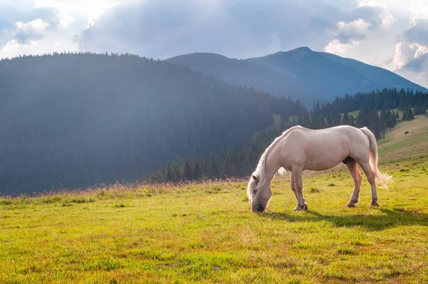 Όμορφο Λευκό Άλογο Βόσκει Ορεινά Λιβάδια Καρπάθια Βουνά Ουκρανία — Φωτογραφία Αρχείου