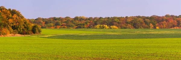 Yeşil tarla ve sonbahar ormanı manzarası