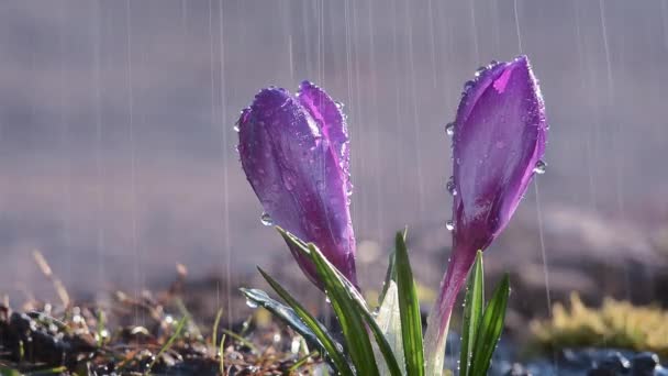 Flori Crocuse Albastru Violet Ploaie — Videoclip de stoc