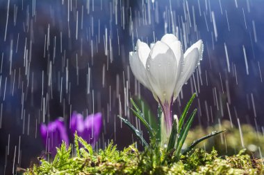 Güzel beyaz çiçek yağmurda