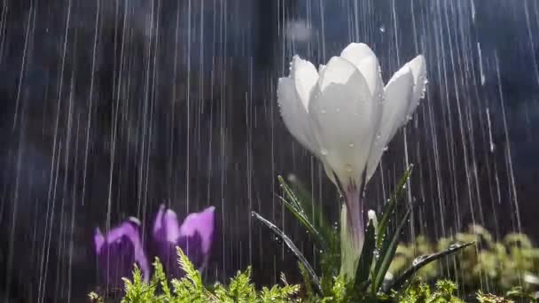雨の中で美しい白い岩場の花 — ストック動画