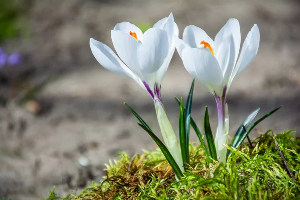 Piękne Białe Kwiaty Krokusa Kwitną Ogrodzie — Zdjęcie stockowe