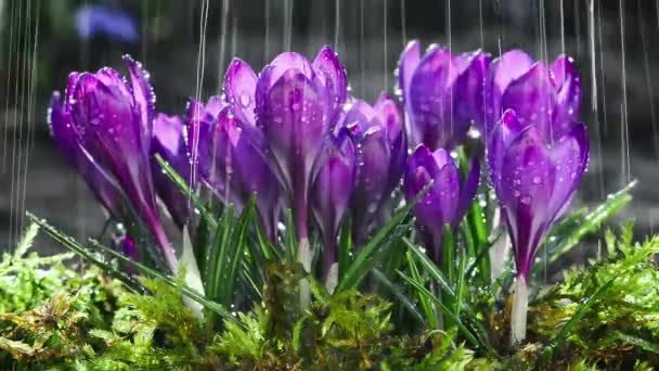 Piękne Kwiaty Niebieskich Krokusów Deszczu — Wideo stockowe