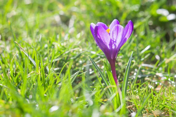 Piękny Niebiesko Fioletowy Kwiat Krokusa Rośnie Zielonej Trawie — Zdjęcie stockowe
