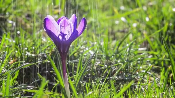 雨の中 庭の青紫色のクロッカスの花 — ストック動画