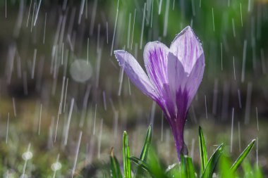 Yağmur damlalarının arkaplanındaki beyaz-mor kırlangıç çiçeği