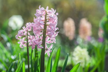 Bahçede açan pembe sümbüllerin güzel çiçekleri.