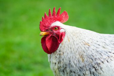 Horoz kafası yeşil çimlerin üzerine yakın çekim