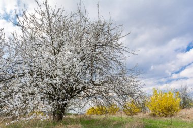 Prunus cerasifera. Bahçesinde beyaz bahar çiçeği olan meyve ağacı.