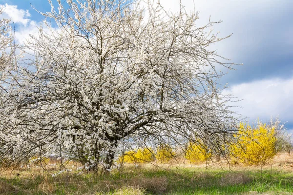 Prunus cerasifera. Bahçesinde beyaz bahar çiçeği olan meyve ağacı.