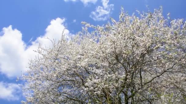 Coroa Árvore Ameixa Florescente Prunus Cerasifera Fundo Céu Com Nuvens — Vídeo de Stock