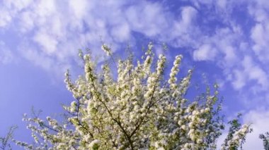 Tree branches with white pear flowers slide on a background of blue sky with clouds