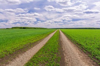 Güneşli bir günde, tarım bitkilerinin yemyeşil filizleri arasındaki yol