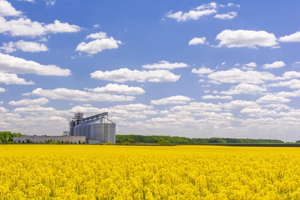 Campo Giallo Colza Fiorita Nuovo Ascensore Grano All Orizzonte — Foto Stock