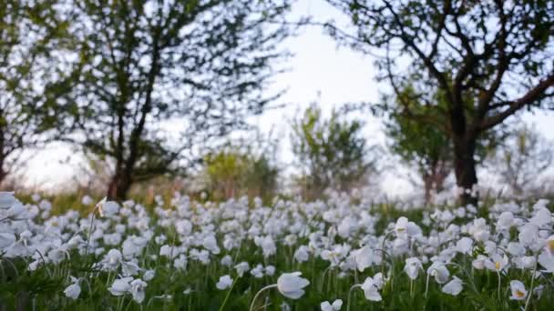 Όμορφα Λευκά Αγριολούλουδα Ανεμώνων Ανθίζουν Στον Κήπο Ανεμόνη Sylvestris — Αρχείο Βίντεο