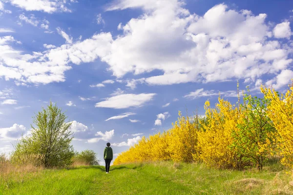 A woman walks along a path among the trees and bushes of a flowering spring garden