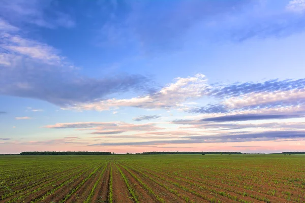 Champ Jeunes Pousses Maïs Ciel Aux Couleurs Coucher Soleil — Photo