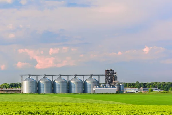 Tahıl depolama asansörü ve yeşil mahsul tarlaları